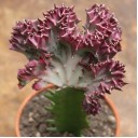 Эуфорбия Лактея кристата (Euphorbia lactea Cristata) в керам.кашпо - миниатюра