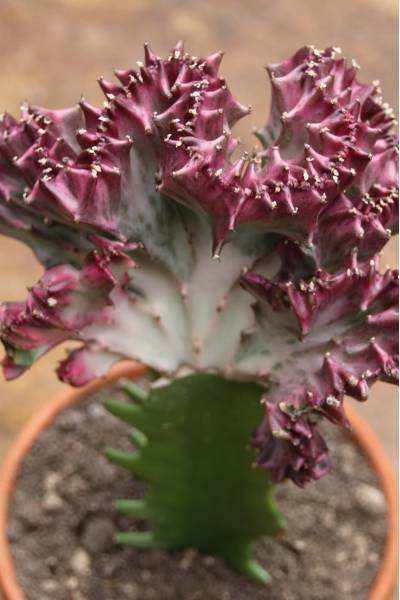 Эуфорбия Лактея кристата (Euphorbia lactea Cristata) в керам.кашпо