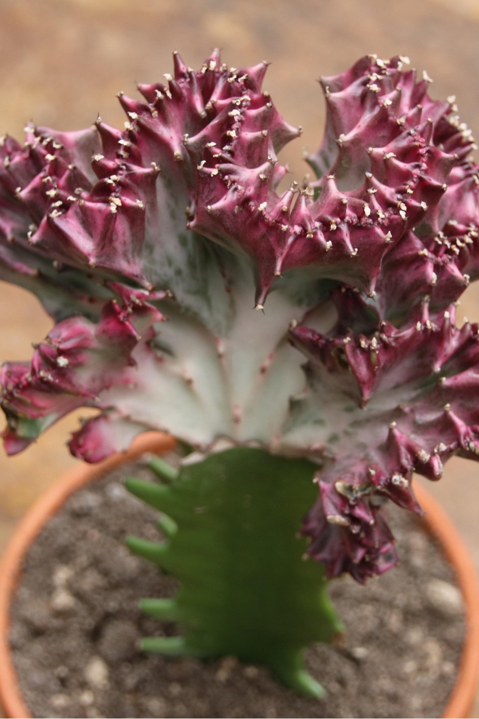 Эуфорбия Лактея кристата (Euphorbia lactea Cristata) в керам.кашпо