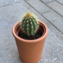 Кактус мини в глиняном горшочке - с доставкой по Минску - миниатюра