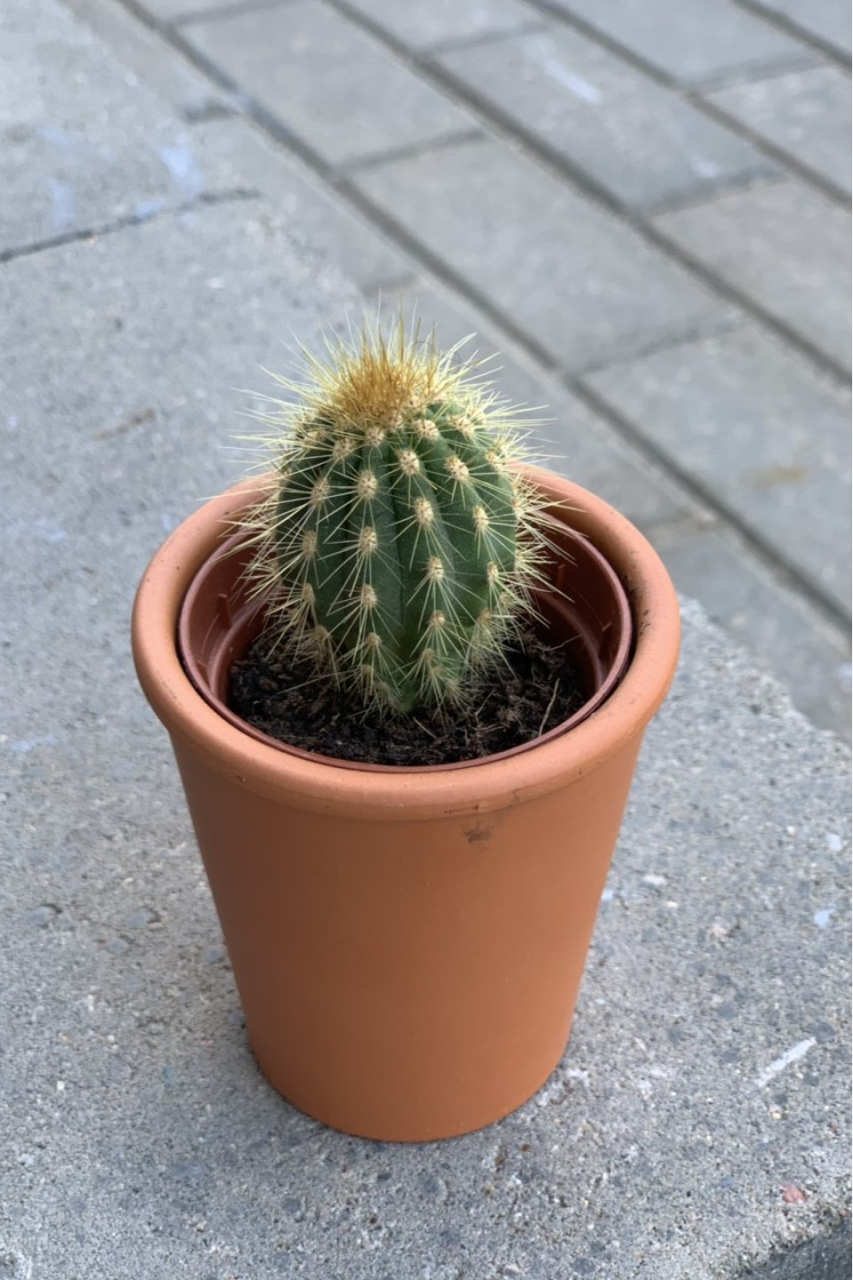 Кактус мини в глиняном горшочке - с доставкой по Минску