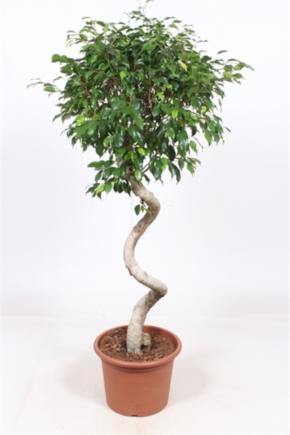 Фикус Экзотика спираль