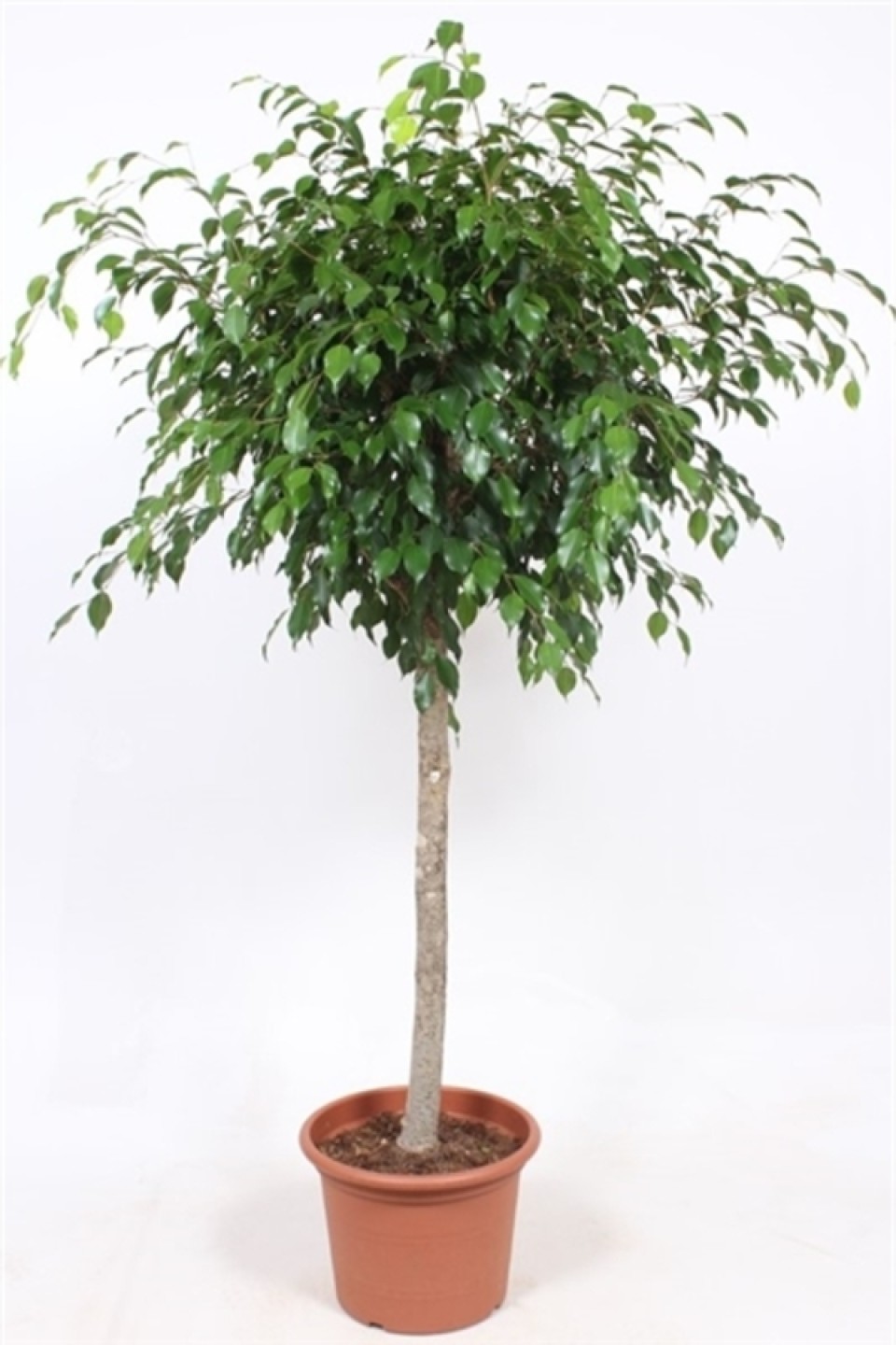 Фикус Экзотика с прямым стволом