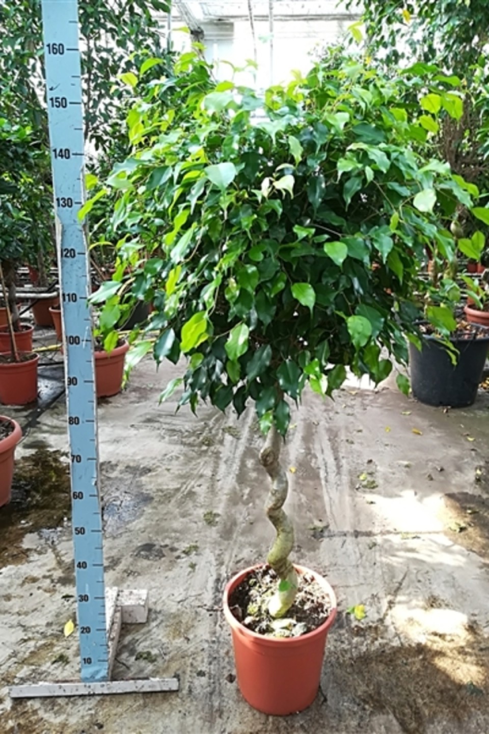 Фикус Экзотика имитация спирали