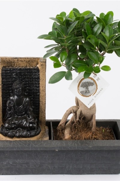 Фикус женьшень (Ficus ginseng in buddha waterfall)