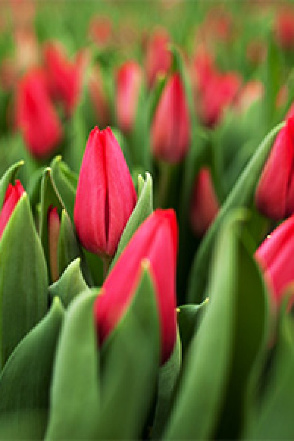 Тюльпан First Star