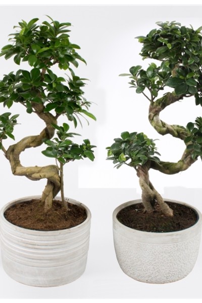 Фикус женьшень (Ficus Ginseng Ceramic)