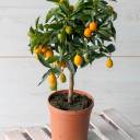 Кумкват (Fortunella) - миниатюра