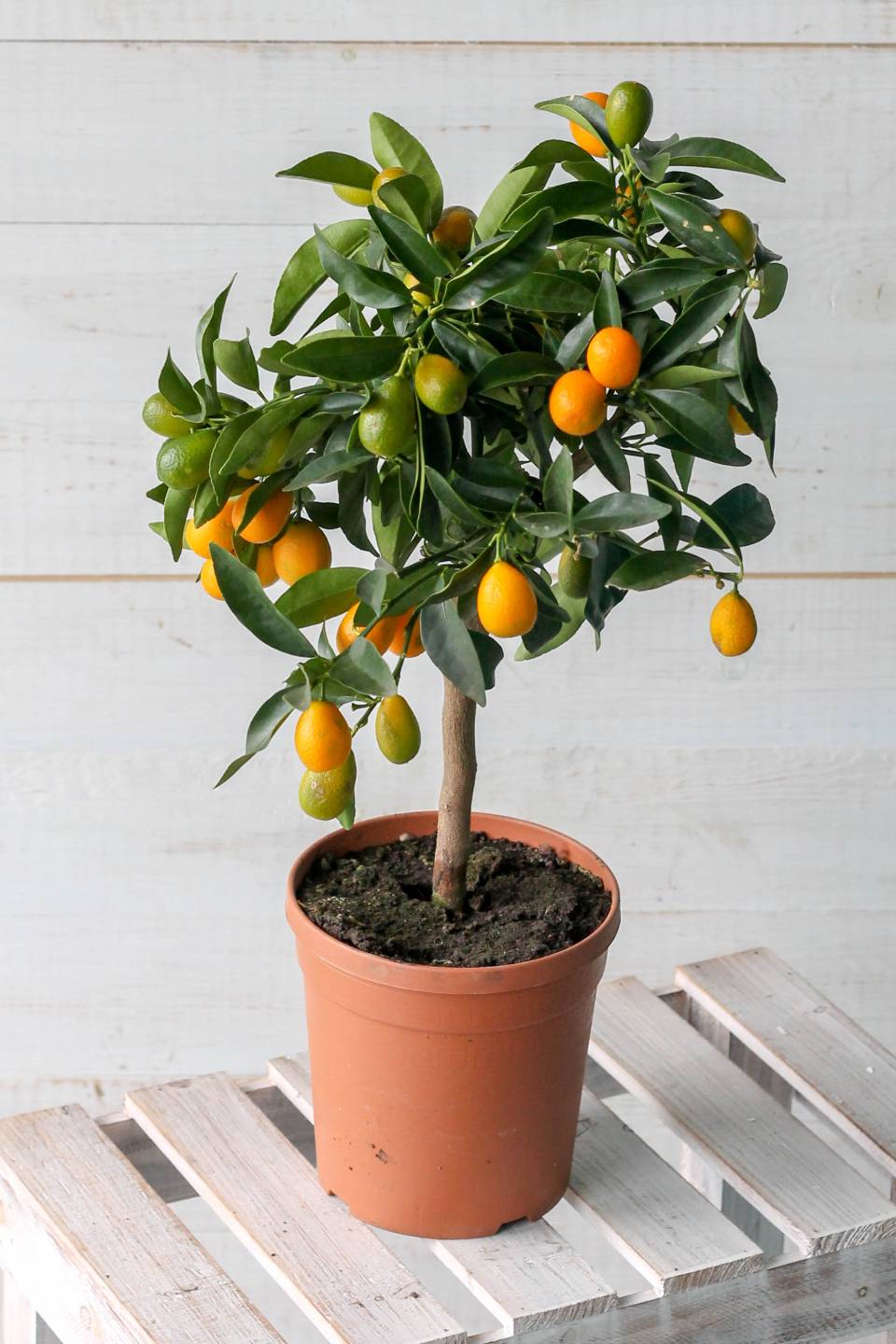 Кумкват (Fortunella)