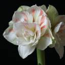 Амариллис Нимф - с доставкой по Минску - миниатюра