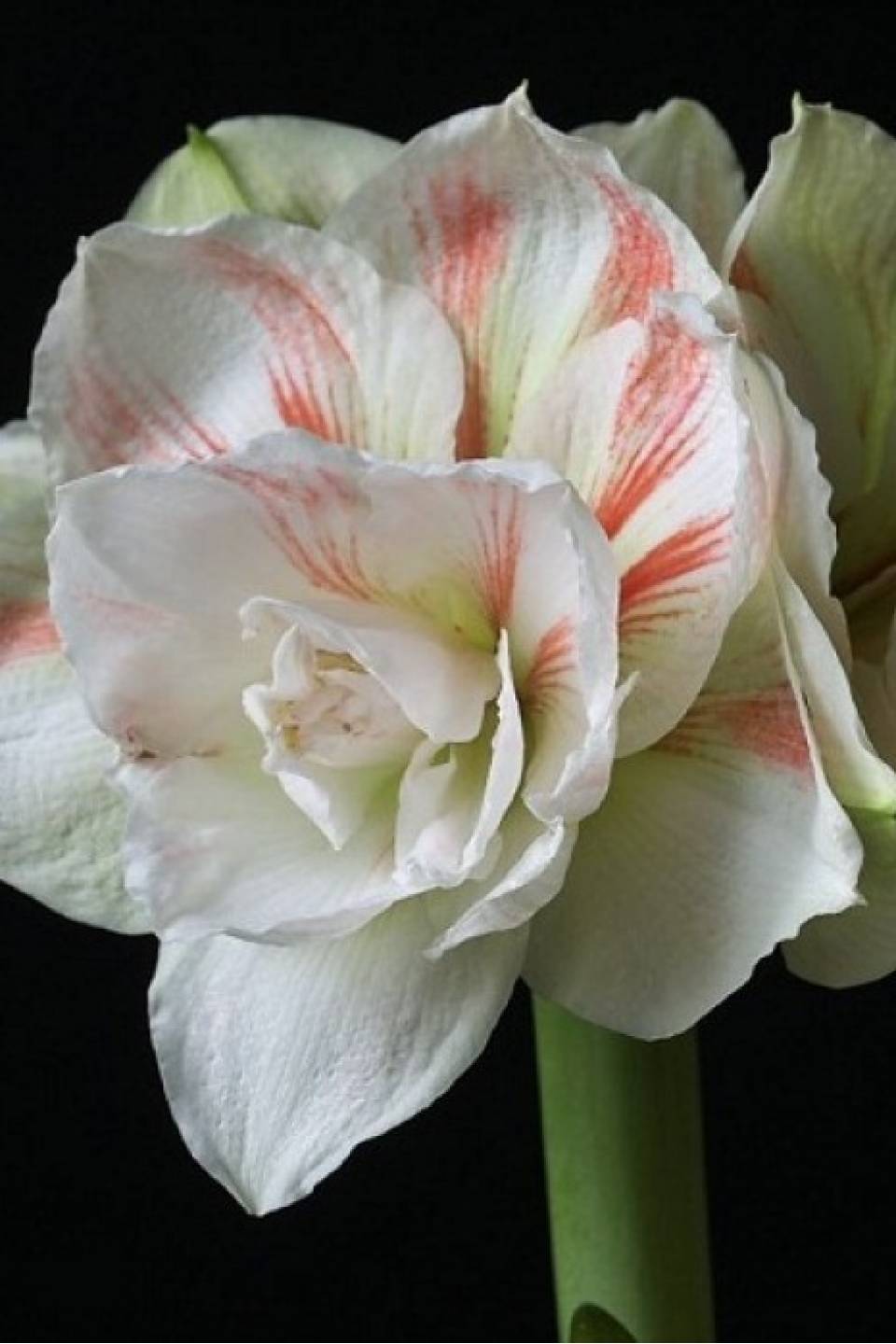 Амариллис Нимф - с доставкой по Минску