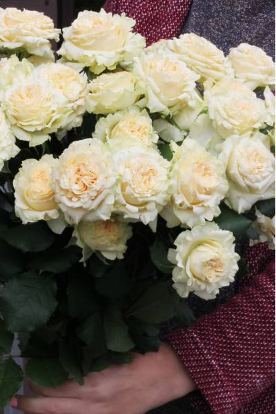 Кустовая роза Самер Роуз (Sammer Rose)