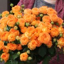 Кустовая роза Оранж Трендсеттер (OrangeTrendsetter) - миниатюра