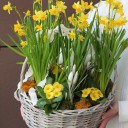 Корзина Солнечный День - миниатюра