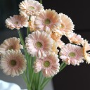 Гербера - миниатюра