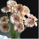 Гербера - с доставкой по Минску - миниатюра