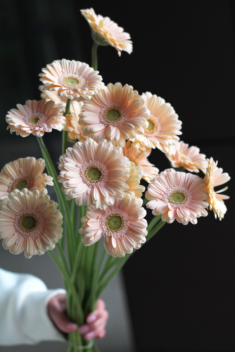 Гербера - с доставкой по Минску