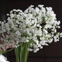 Аллиум - с доставкой по Минску - миниатюра