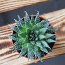 Хавортия (Haworthia) - миниатюра