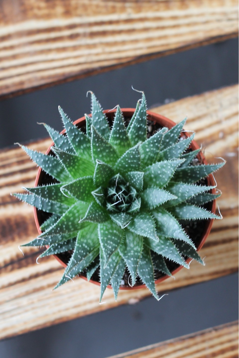 Хавортия (Haworthia)