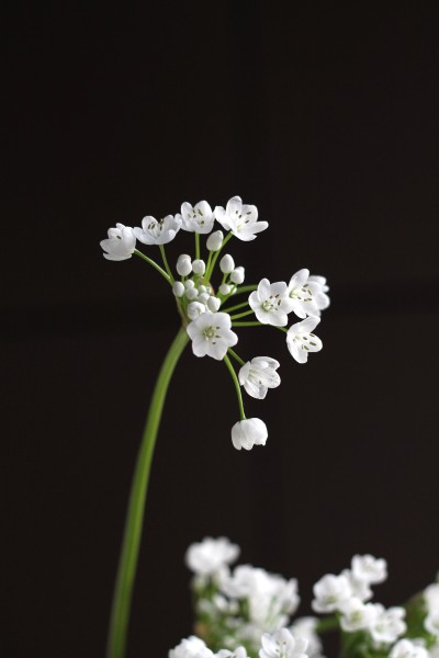 Аллиум