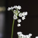 Аллиум - с добавлением зелени - миниатюра 