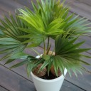 Ливистона (Livistona) - миниатюра