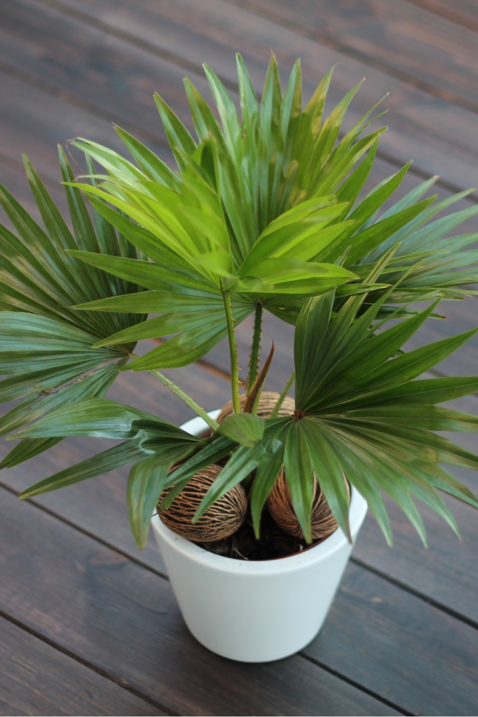 Ливистона (Livistona)