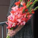 Гладиолус Коралловый - с доставкой по Минску - миниатюра