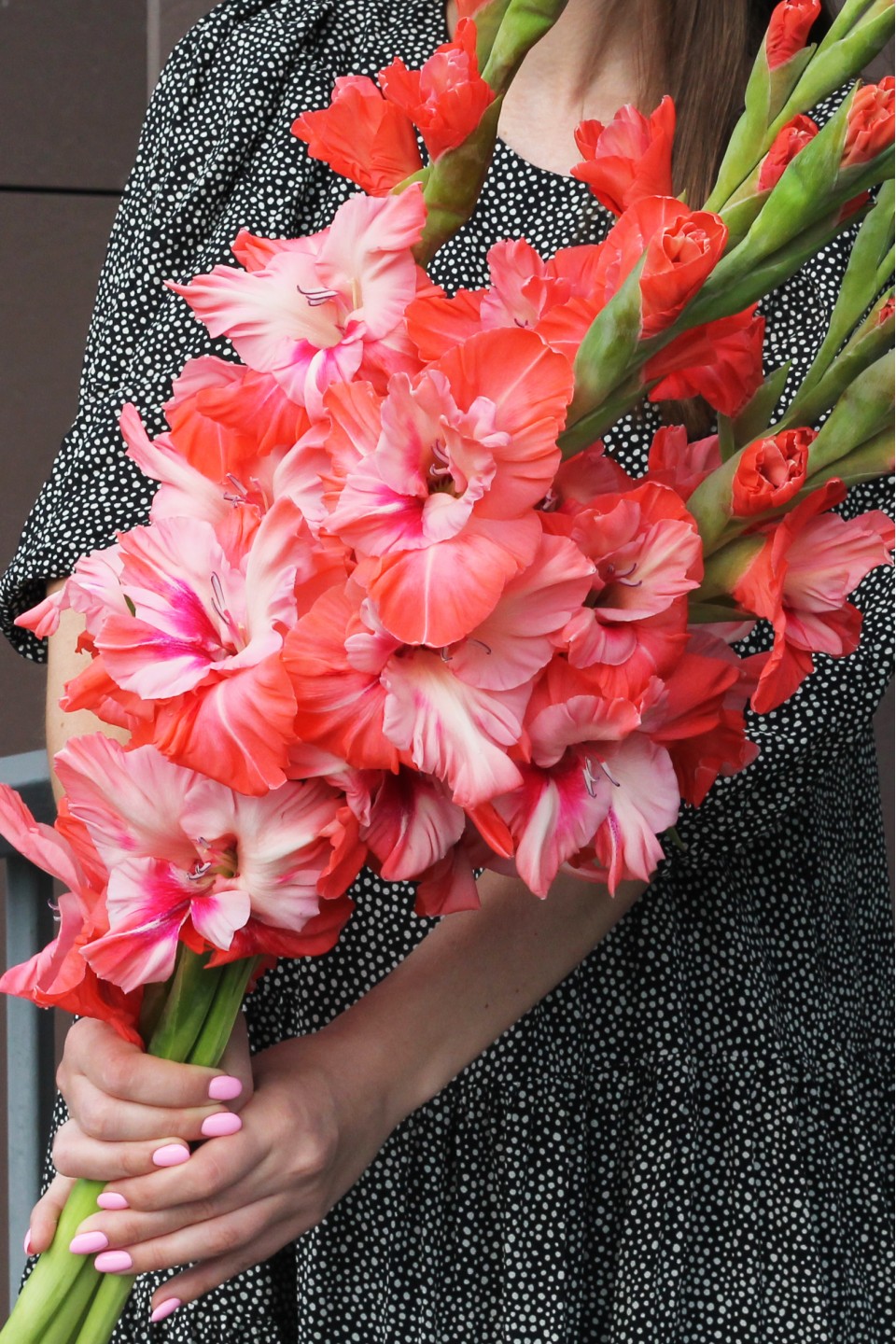 Гладиолус Коралловый - с доставкой по Минску