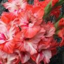 Гладиолус Коралловый - миниатюра
