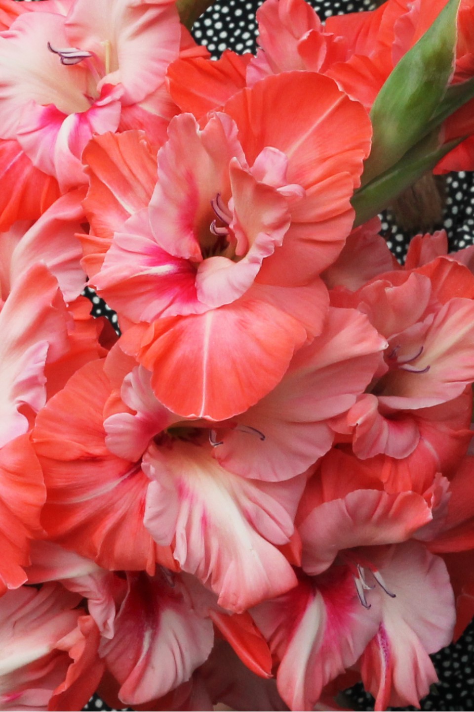 Гладиолус Коралловый