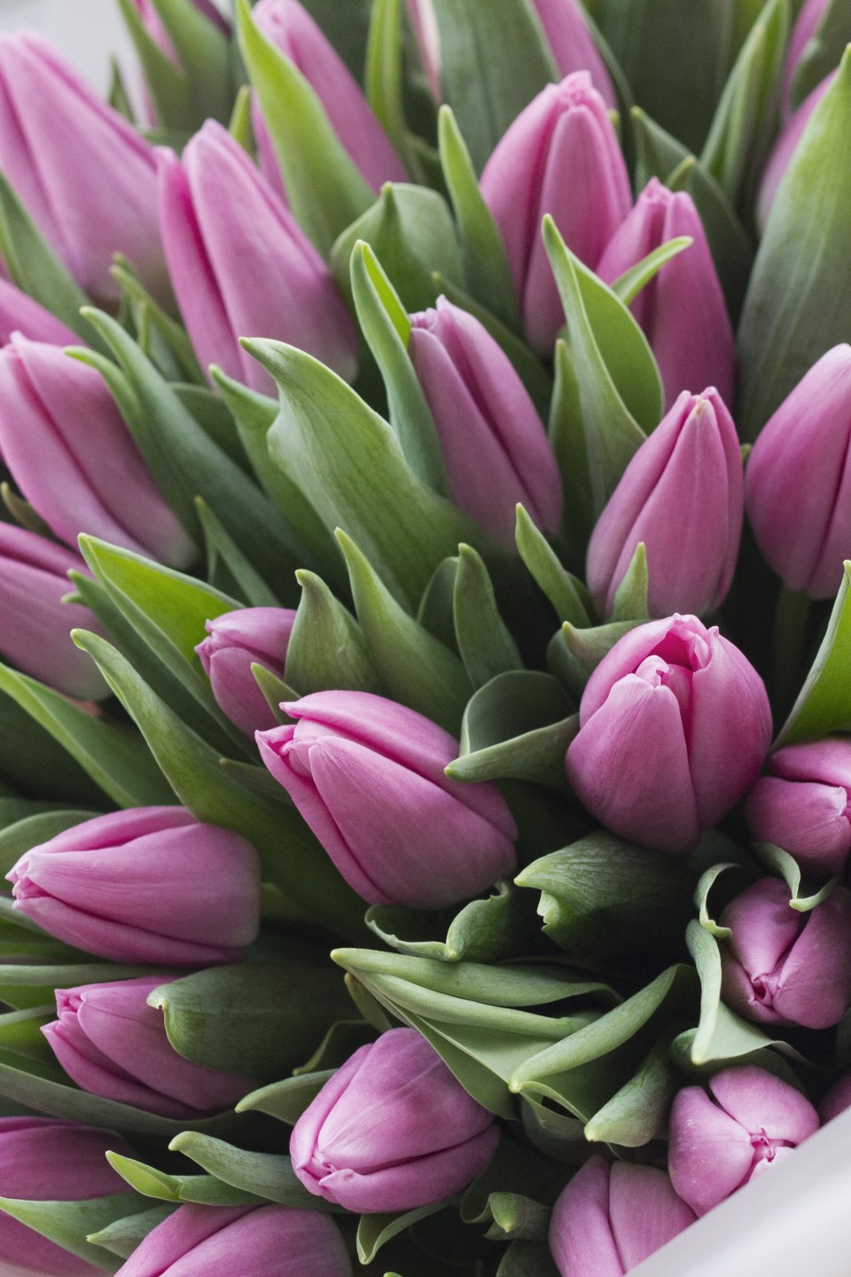 Букет с розовыми тюльпанами Розовый цвет - с доставкой по Минску