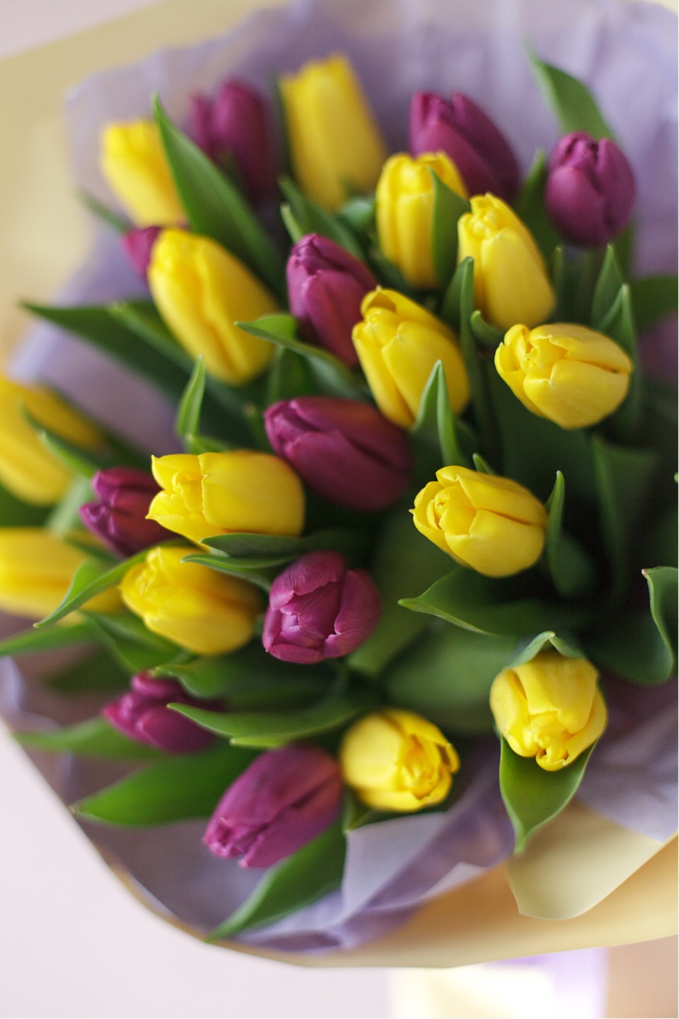 Букет из 25 тюльпанов Синдел - с доставкой по Минску