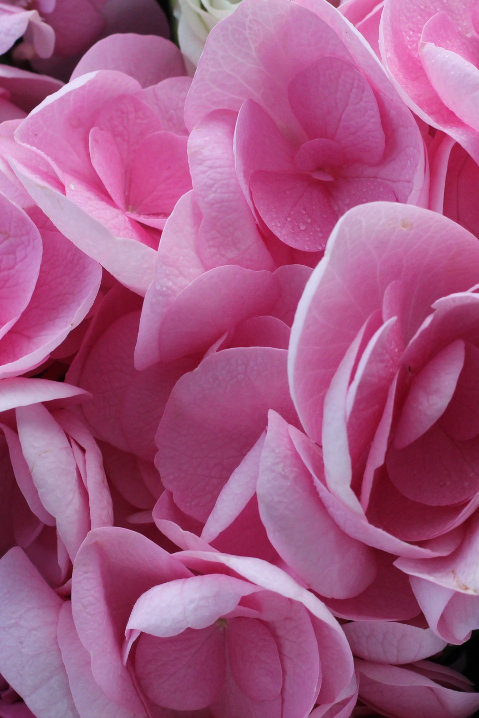 Букет Экзотический сад - с доставкой по Минску