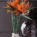 Стрелиция - миниатюра