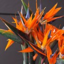 Стрелиция - подарочное оформление - миниатюра