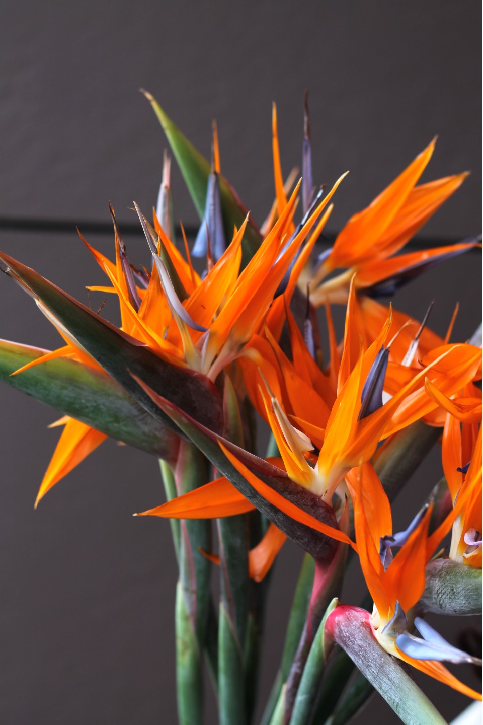 Стрелиция - подарочное оформление