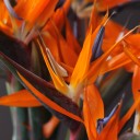 Стрелиция - с доставкой по Минску - миниатюра