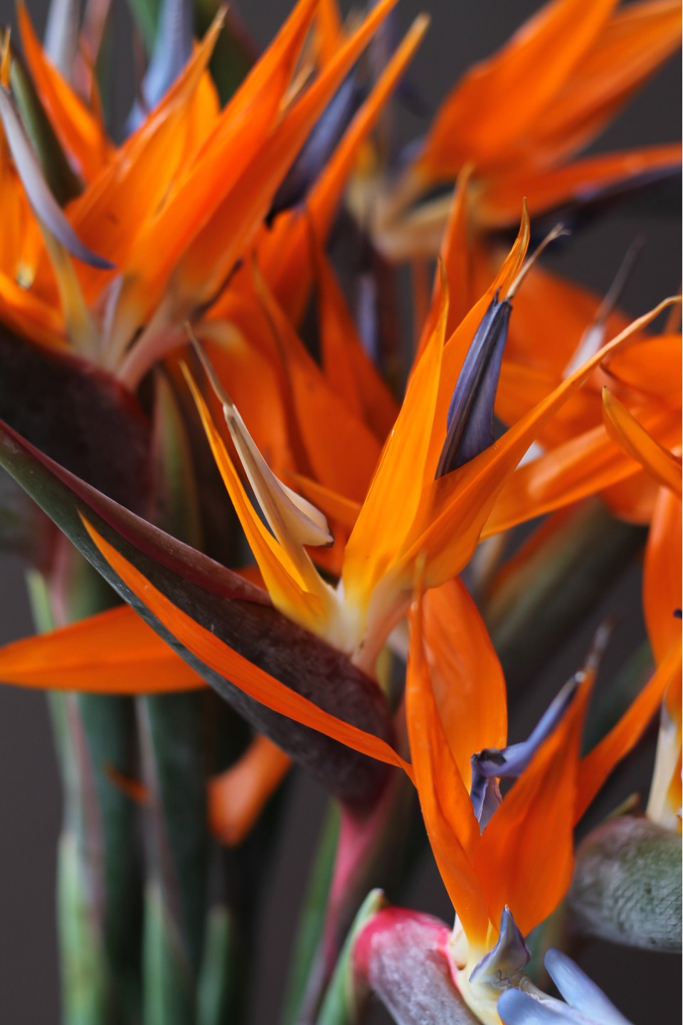 Стрелиция - с доставкой по Минску