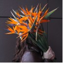 Стрелиция - быстрая доставка в Минске - миниатюра