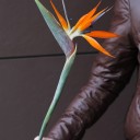 Стрелиция - с добавлением зелени - миниатюра 