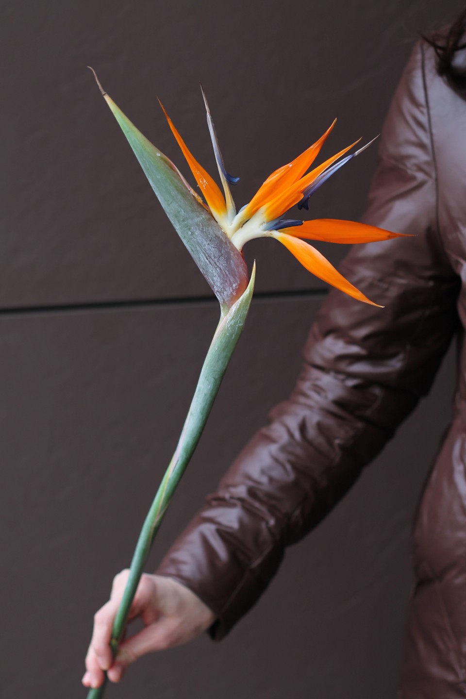 Стрелиция - с добавлением зелени