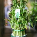 Драцена Бамбук (Dracaena sanderiana) 20 см - подарочное оформление - миниатюра