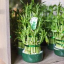 Драцена Бамбук (Dracaena sanderiana) 20 см - с доставкой по Минску - миниатюра