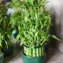 Драцена Бамбук (Dracaena sanderiana) 20 см - с добавлением зелени - миниатюра 