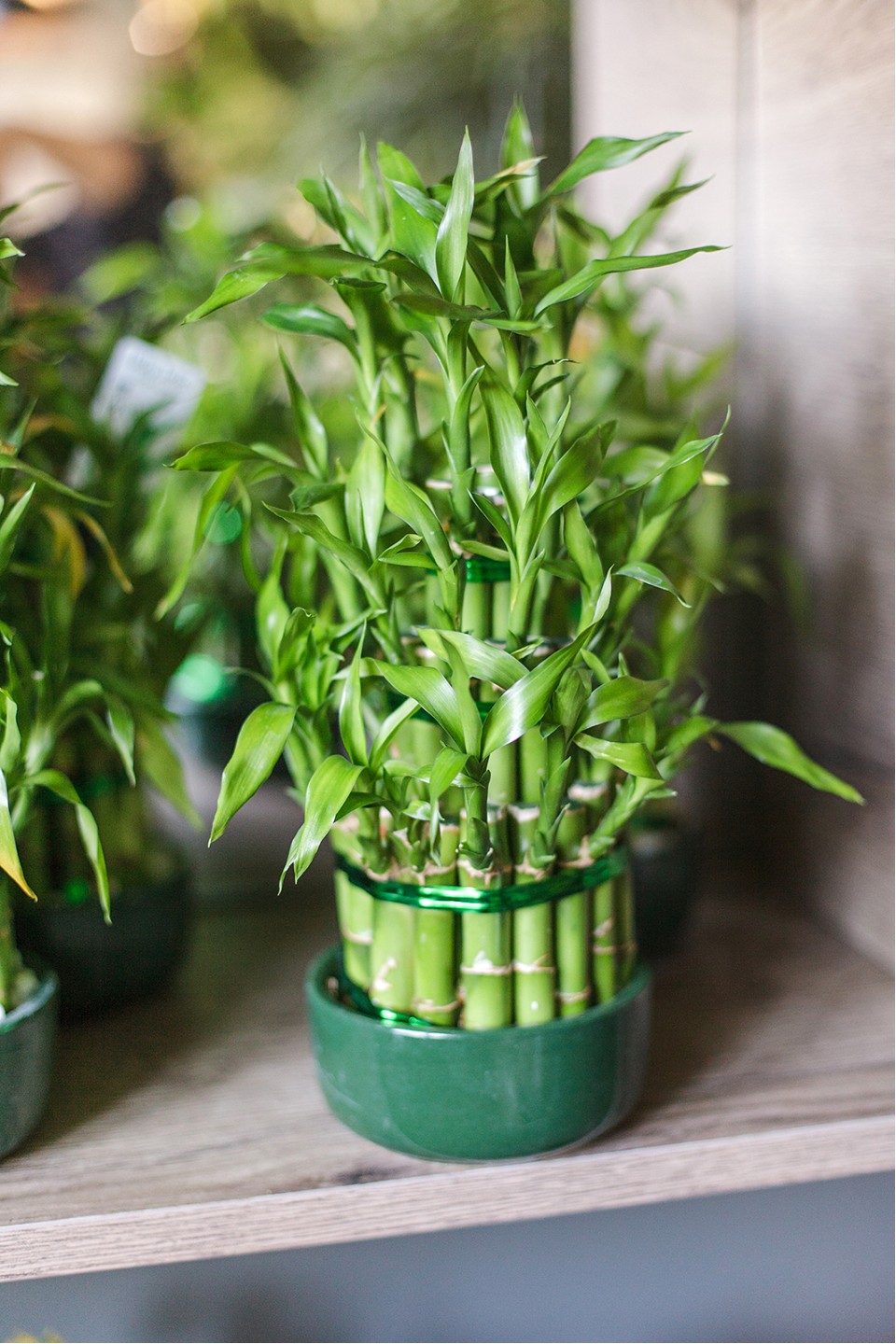 Драцена Бамбук (Dracaena sanderiana) 20 см - с добавлением зелени