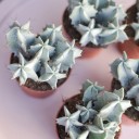 Цереус (Cereus) 10 см - подарочное оформление - миниатюра