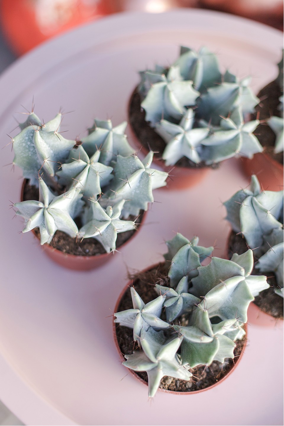 Цереус (Cereus) 10 см - подарочное оформление