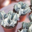 Цереус (Cereus) 10 см - с доставкой по Минску - миниатюра